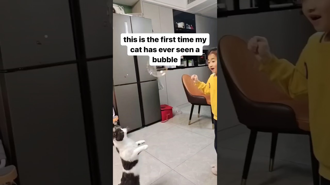The Cat vs. Bubbles Showdown #funny
