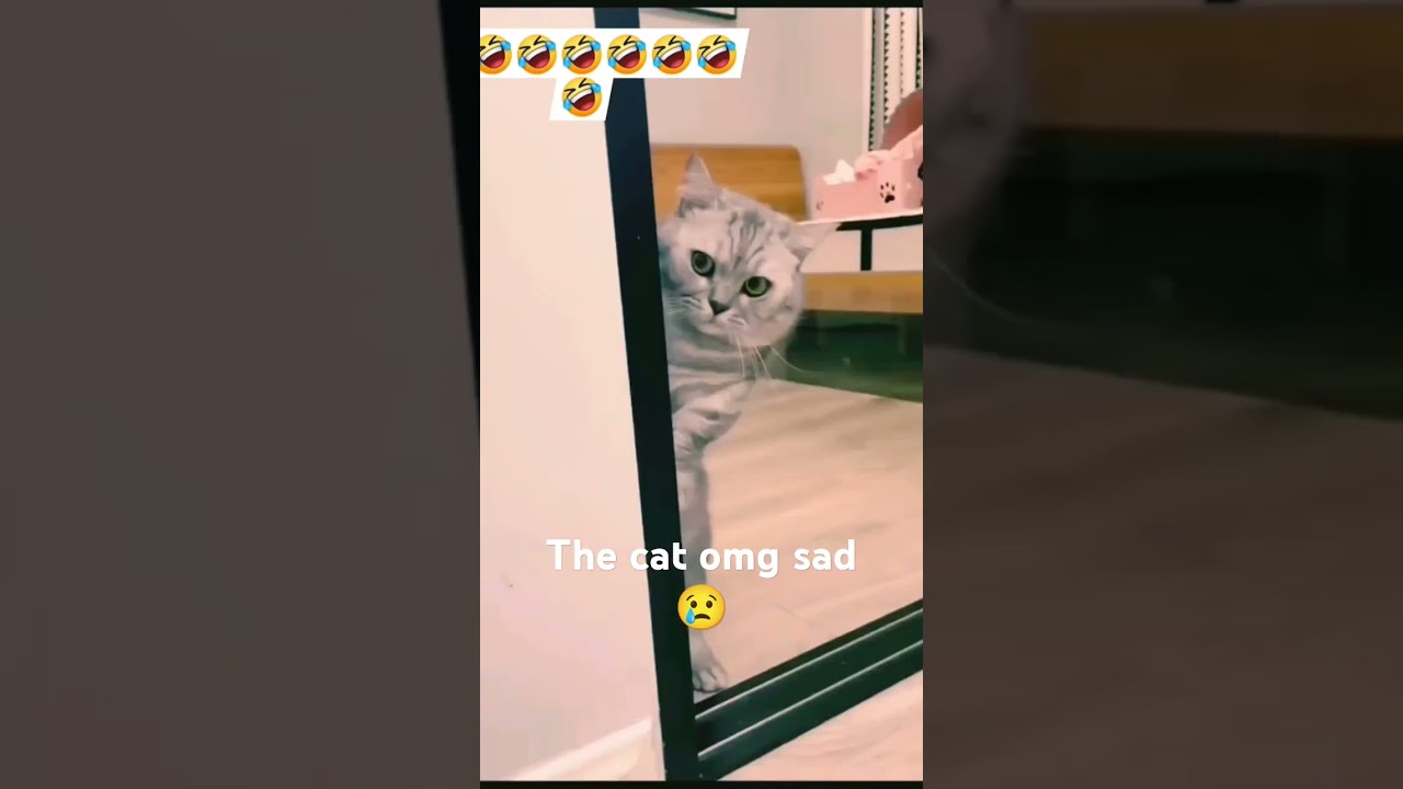 The cat was beaten🥲😢 #youtube #youtubeshorts #youtubevideo #rogtvofficial