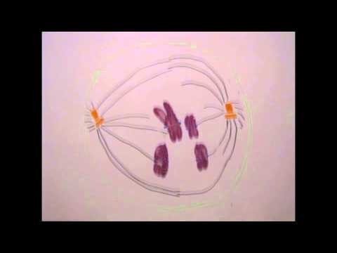 The Cell Cycle
