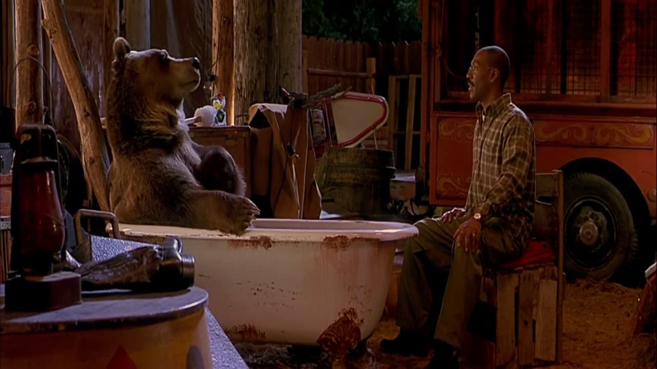 The circus's brown bears'performance was so embarrassing that the audience was surprised