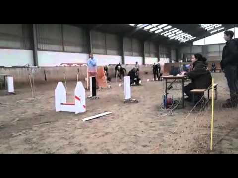 The Devil - Patterdale Terrier in Action