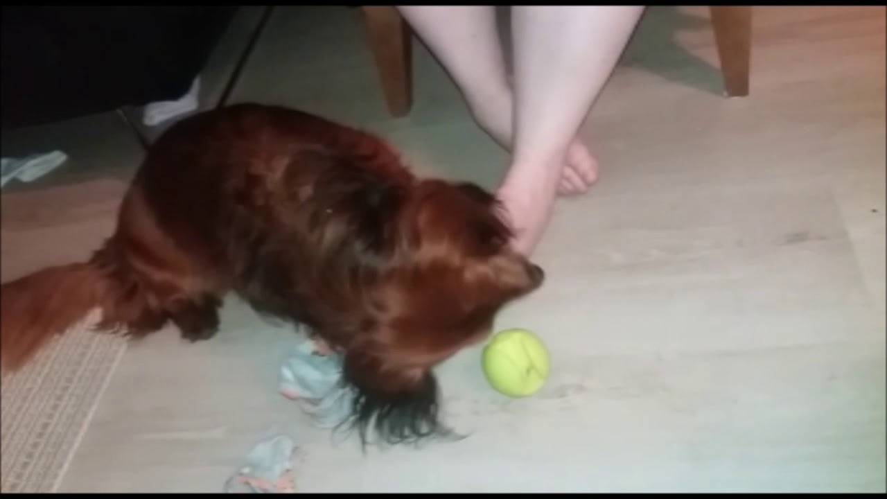 The dog really loves toes