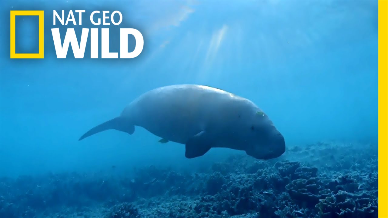 The Dugong: the Ocean's Vacuum Cleaner | Wild Egypt