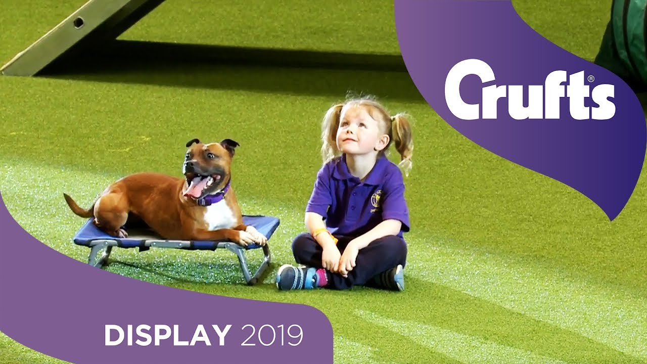 The East Anglian Staffordshire Bull Terrier Display Team | Crufts 2019