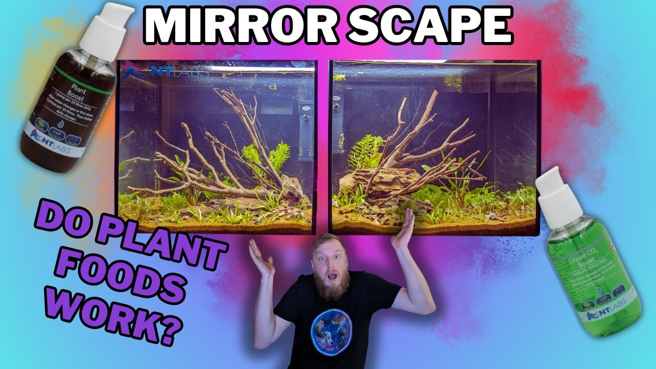 The EXPERIMENT part 1: do aquarium plants need food?
