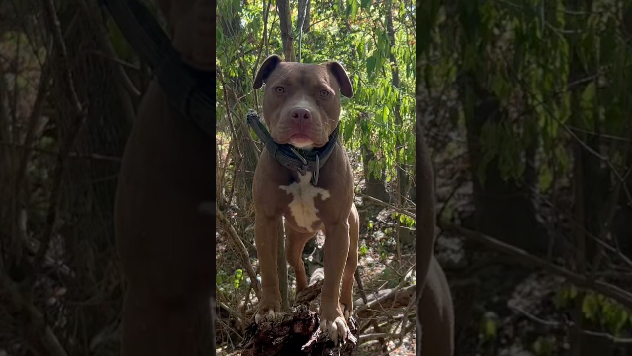 THE EYE IS THE JEWEL OF THE BODY #apbt #pitbull #gamedog #dog #workingdog #huntingdog #hunter