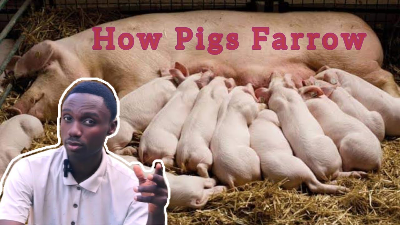 The Farrowing process of a Pig. Tips for successful Farrowing.