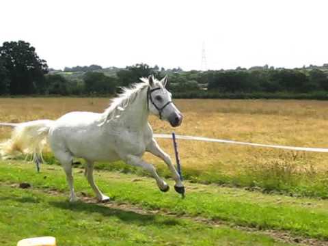 The Farting Pony