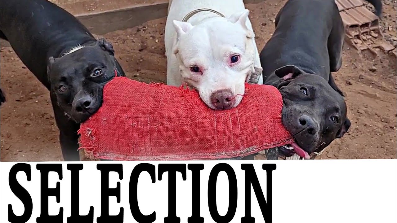 THE FIGHTING DOGS SELECTION - PITBULL SELECTION #gamedogs #apbt #gameness