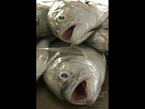 The Fish Head Song