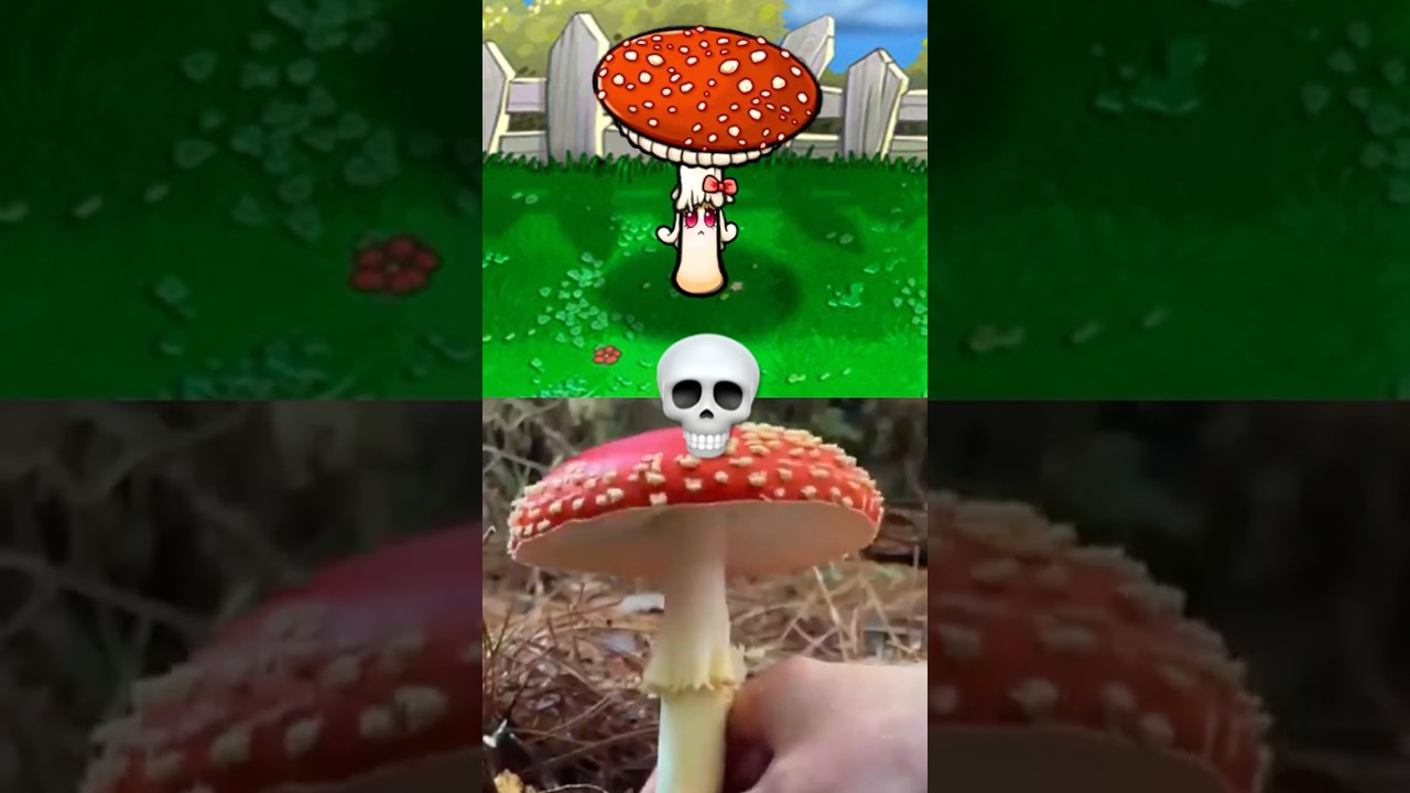 The Fly Agaric 🍄 (PVZ) #pvz #plantsvszombies