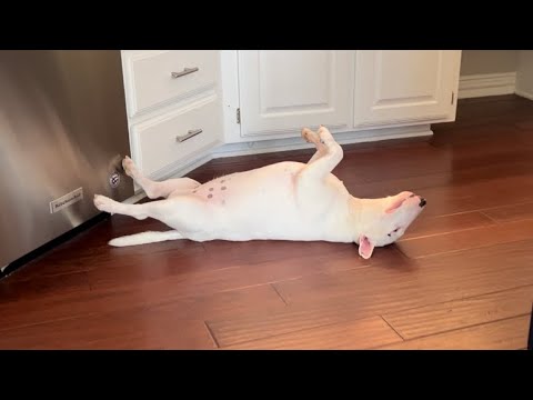 The Funny Way Bull Terriers Sleep #sleepingdog #bullterrier #minibullterrier #dog