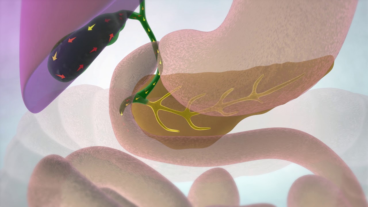 The Gallbladder and Bile Ducts | Cancer Research UK