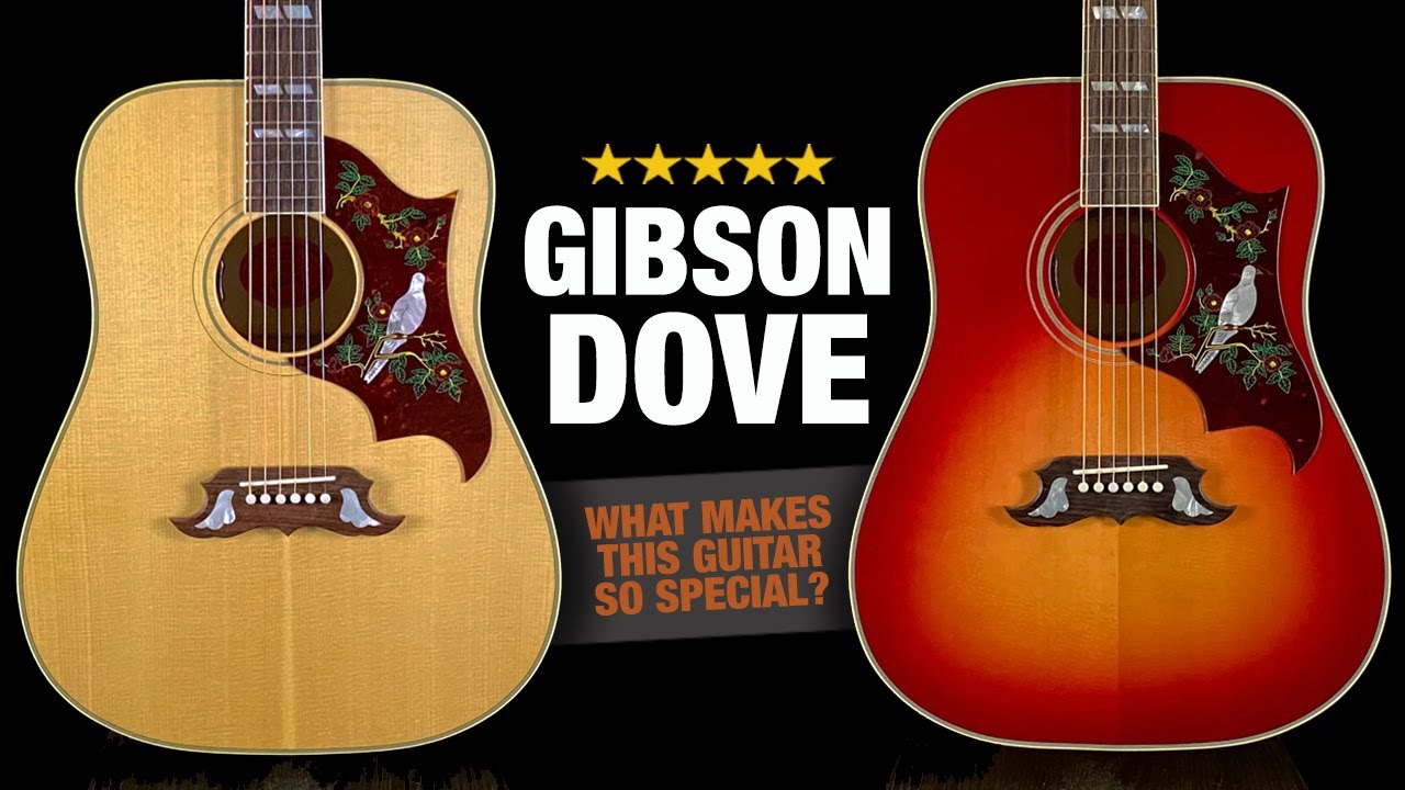 The Gibson Dove - A Big Maple Monster!