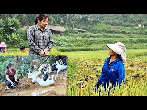 The girl came to help the engineer's mother harvest rice and return to dig a pond for the ducks.