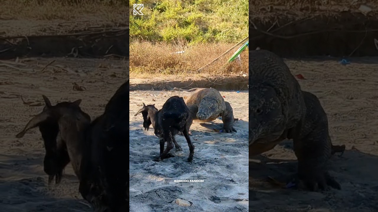 The goat was angry with komodo 😡 #komodo #viral #wildlife  #komodoisland  #komodoindonesia