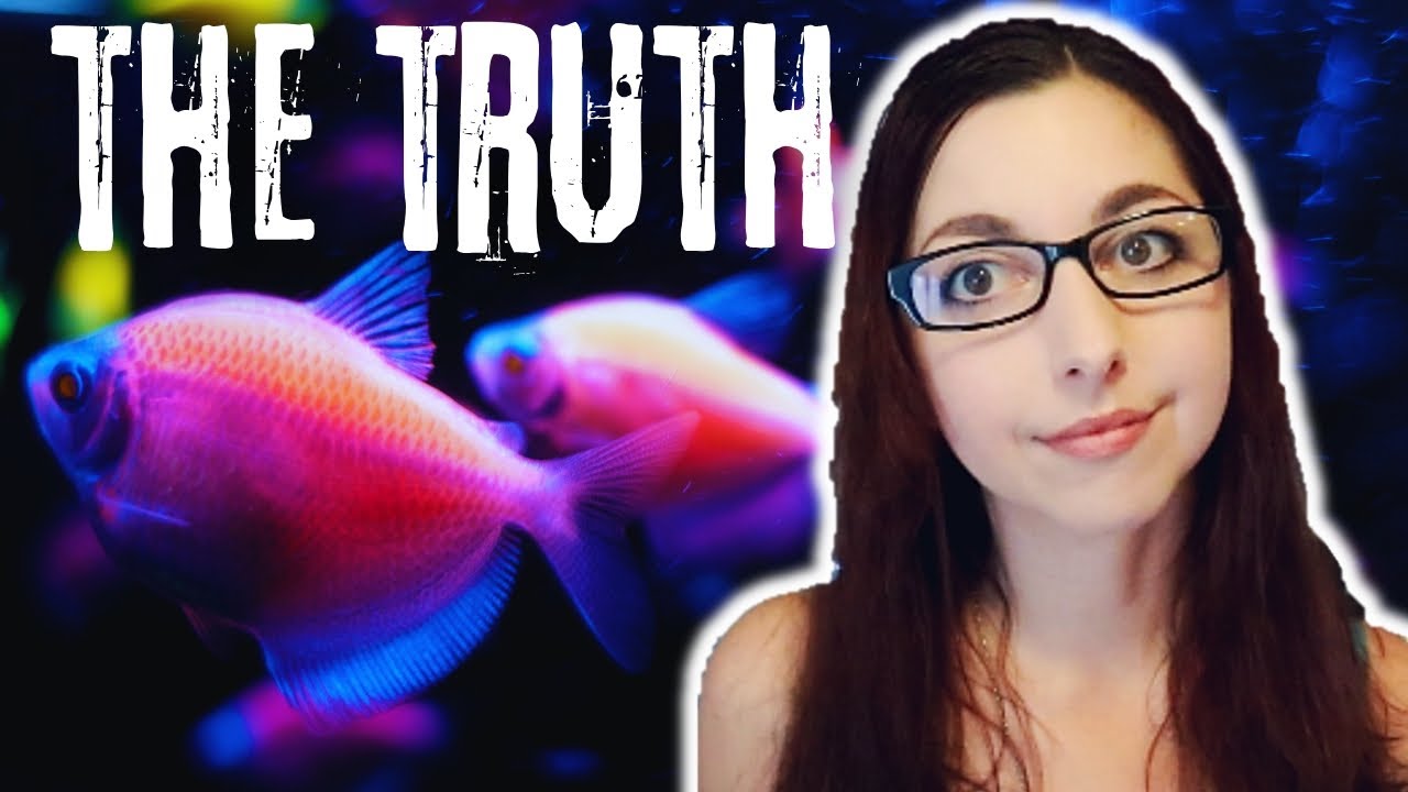 The Good, The Bad, And The Truth About GloFish | GloFish Care Guide Series Ep.1