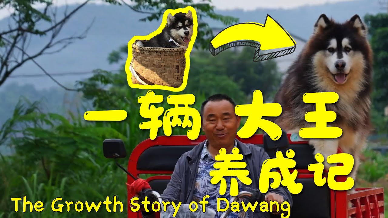 The Growth Story of Dawang — how a little puppy grew into a giant dog!【阿盆姐家的大王】