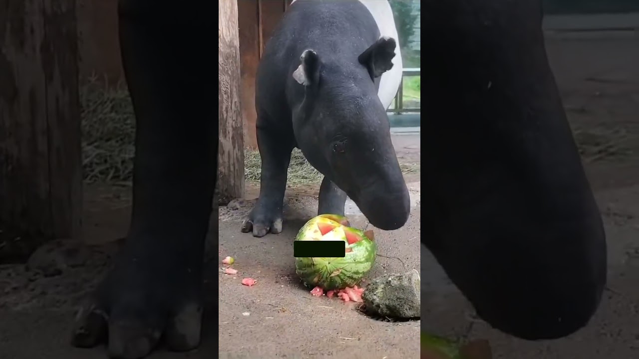 The 'Half Pig, Half Bear' That is Vanishing Forever #Animals #AnimalFacts #Wildlife