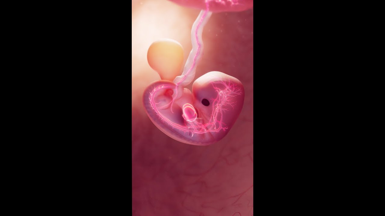 The #Heartbeat of #Life at 8 Weeks #science