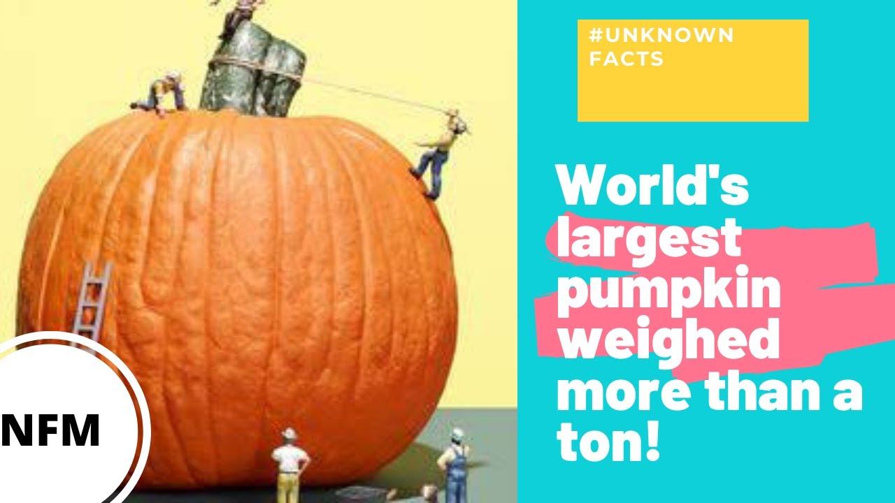 The heaviest pumpkin ever grown weighed more than a ton! | NFM