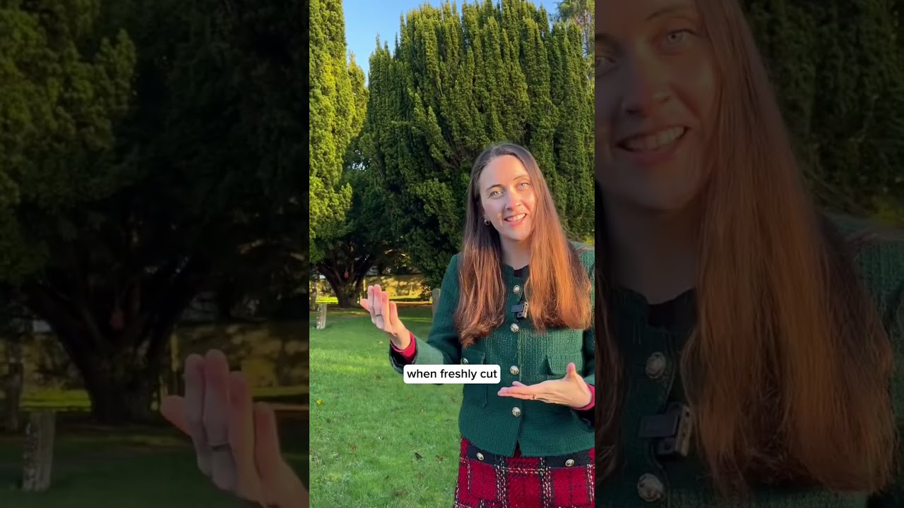 The history of Yew Trees