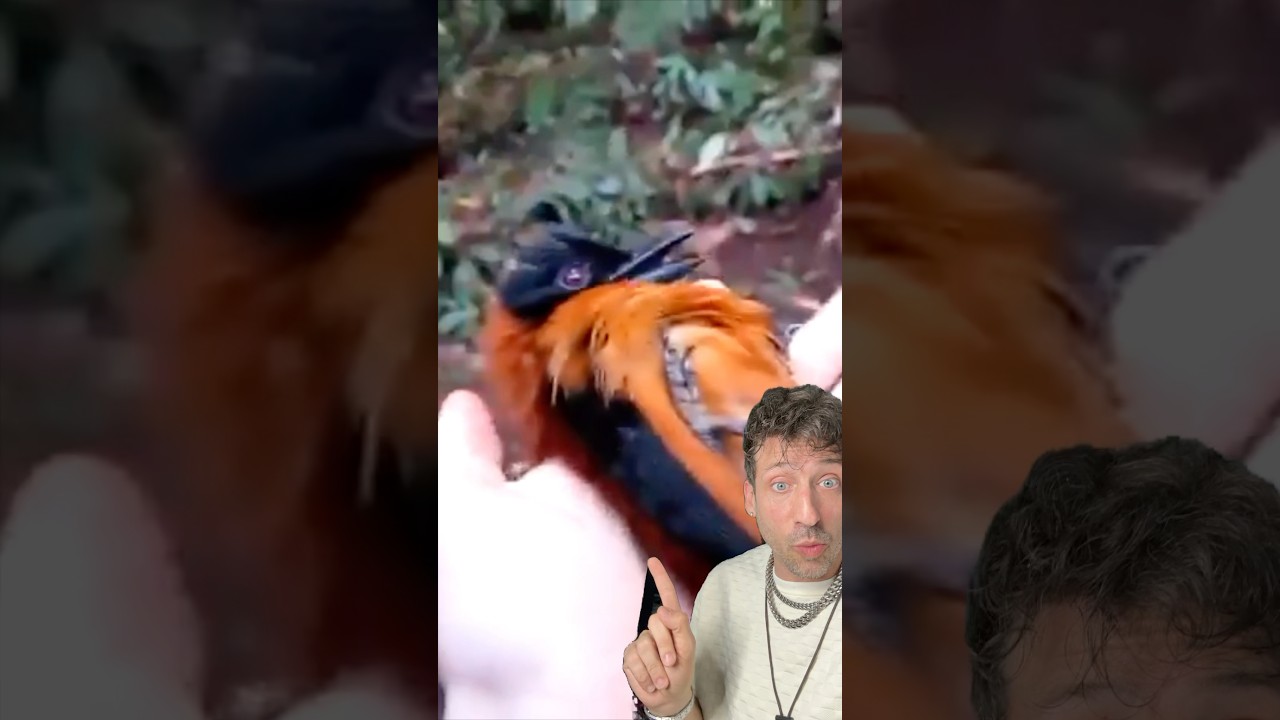 The Hooded Pitohui is SCARY