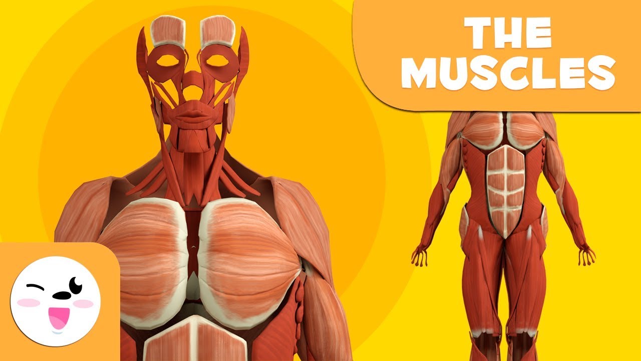 The Human Body for children - Muscles for Kids