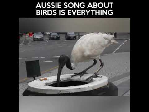 The Ibis Song! (A Song About Birds)