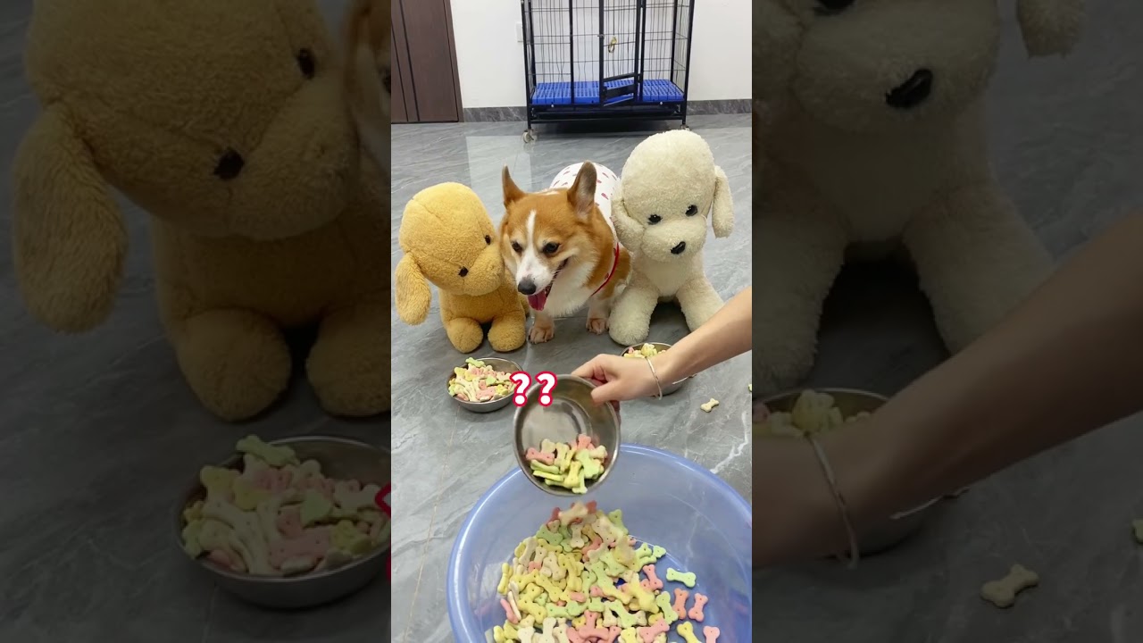 The impatient puppy lost his temper and slammed the door. Corgi, dog, cute pet debut plan, the d