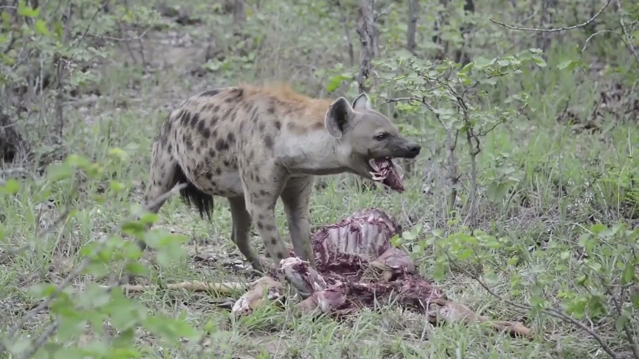 The incredible bone-crushing power of a Spotted Hyena's Jaws. 🔥