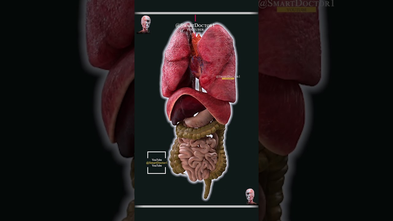 The internal organs, surprisingly. 🫀🫁🔥