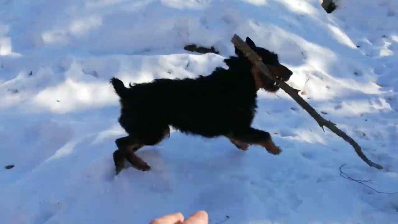 the Jagdterrier is angry, playing with a stick.