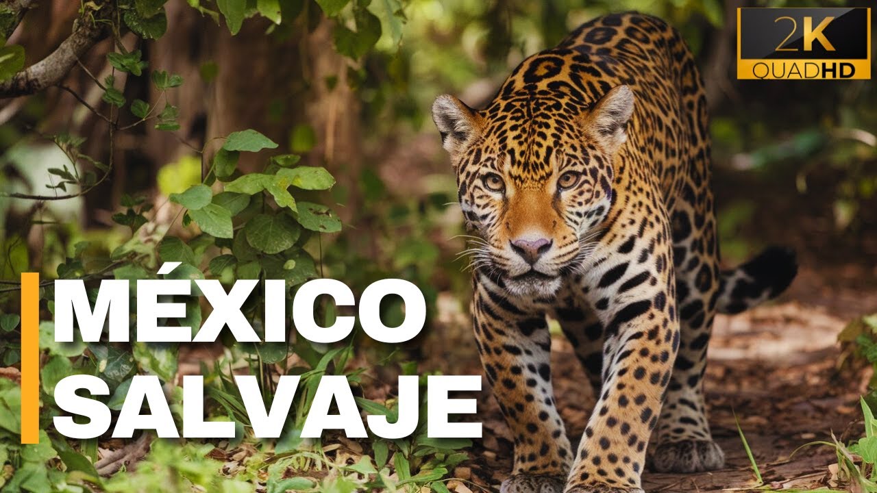 THE JUNGLE OF CHIAPAS | Wildlife in Mexico - Documentary