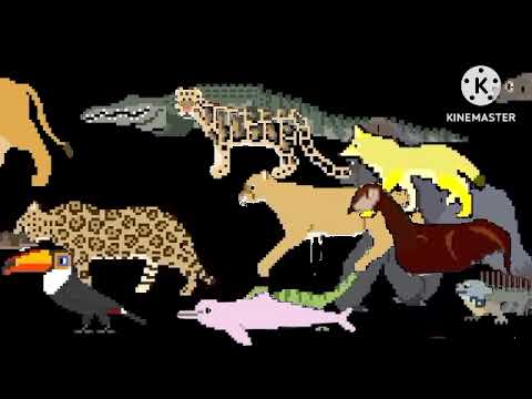 The Kids Picture Show HD RainForest Animals My Version Ending Credits from timer or book version