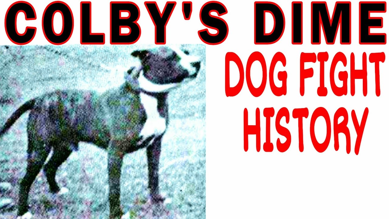 The legendary Colby's Dime - a Legend in the History of Amazing Pitbulls #apbt #dogfighting #bull