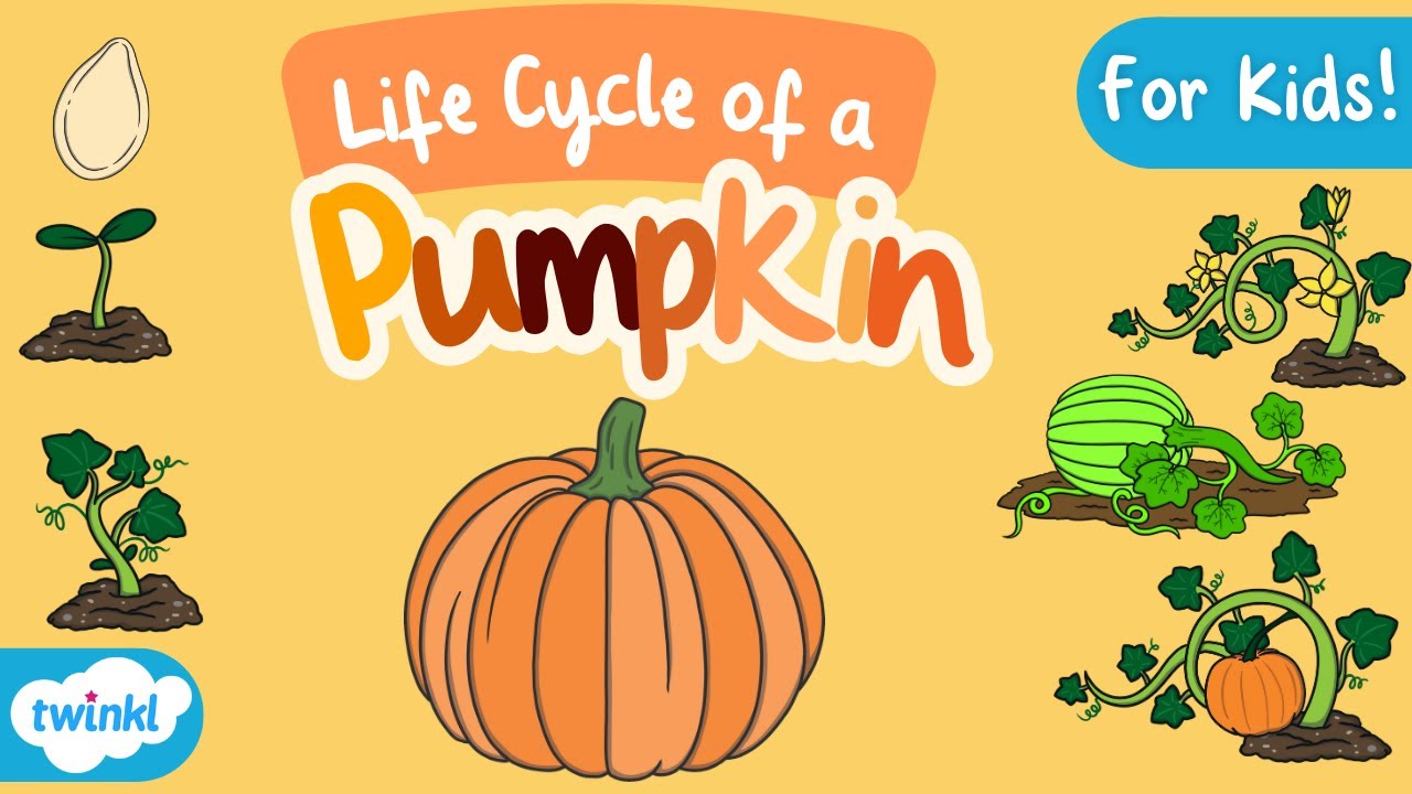 The Life Cycle of a Pumpkin for Kids! | Pumpkin Life Cycle | Science for Kids