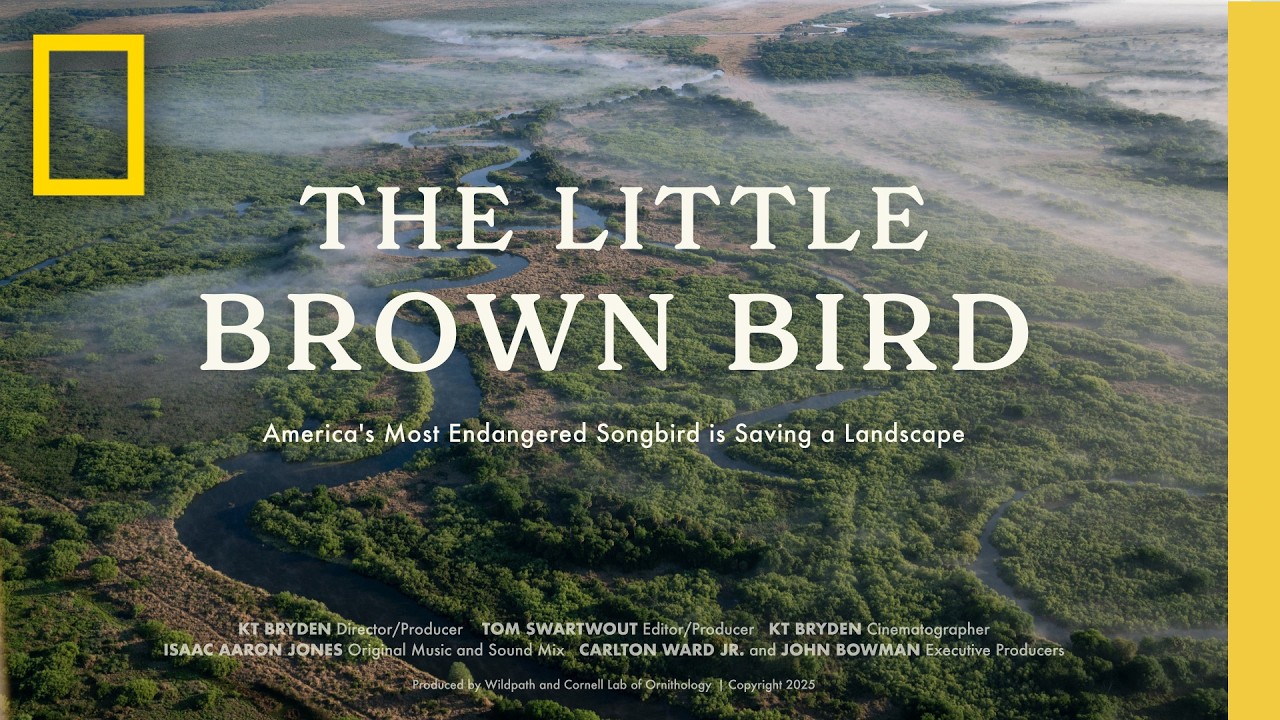 The Little Brown Bird (Full Documentary) | National Geographic