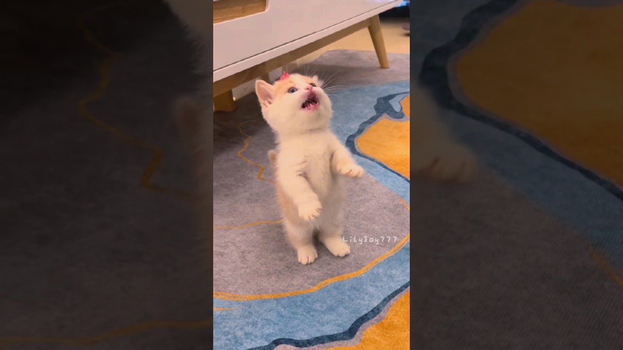 The little kitten is meowing!💕😻 #cat #cute  #kitten #meow