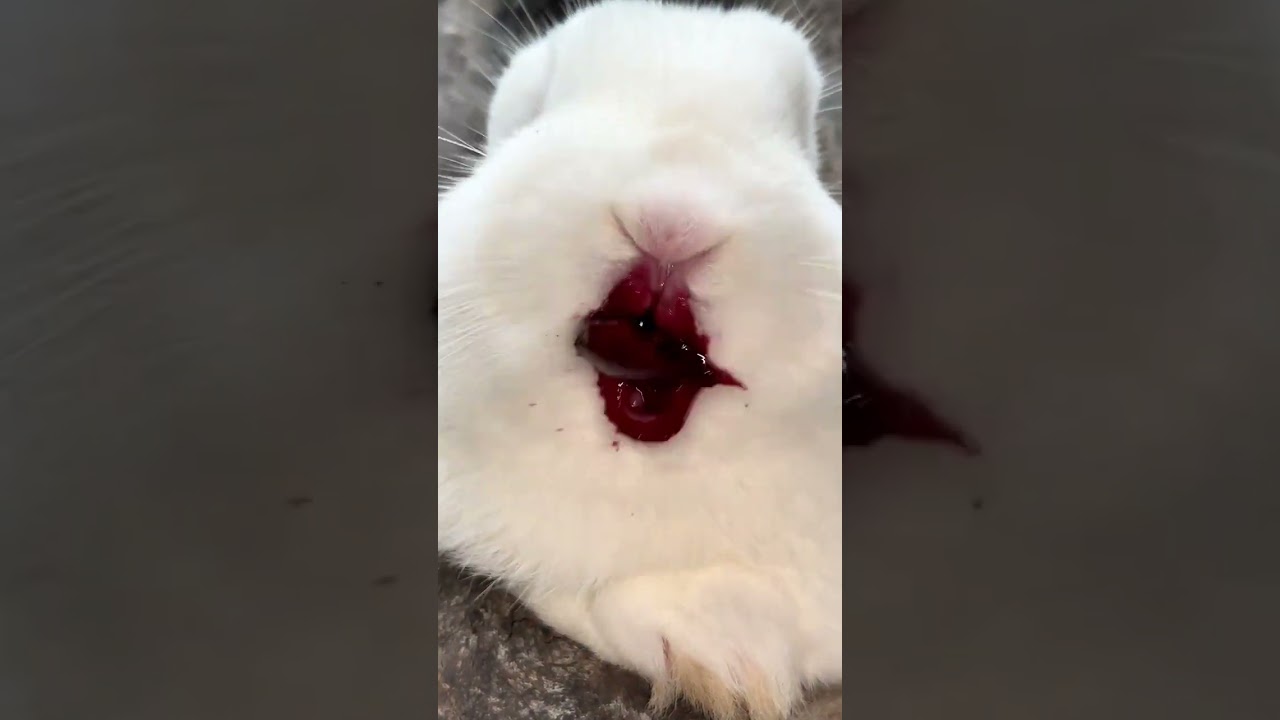 The little rabbit eats cherries and his mouth is full of them. Cute pet debut plan. Rabbit. Past
