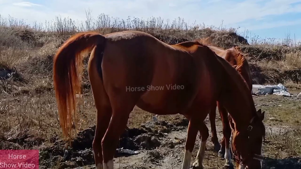 The Mare Winks For The Horse