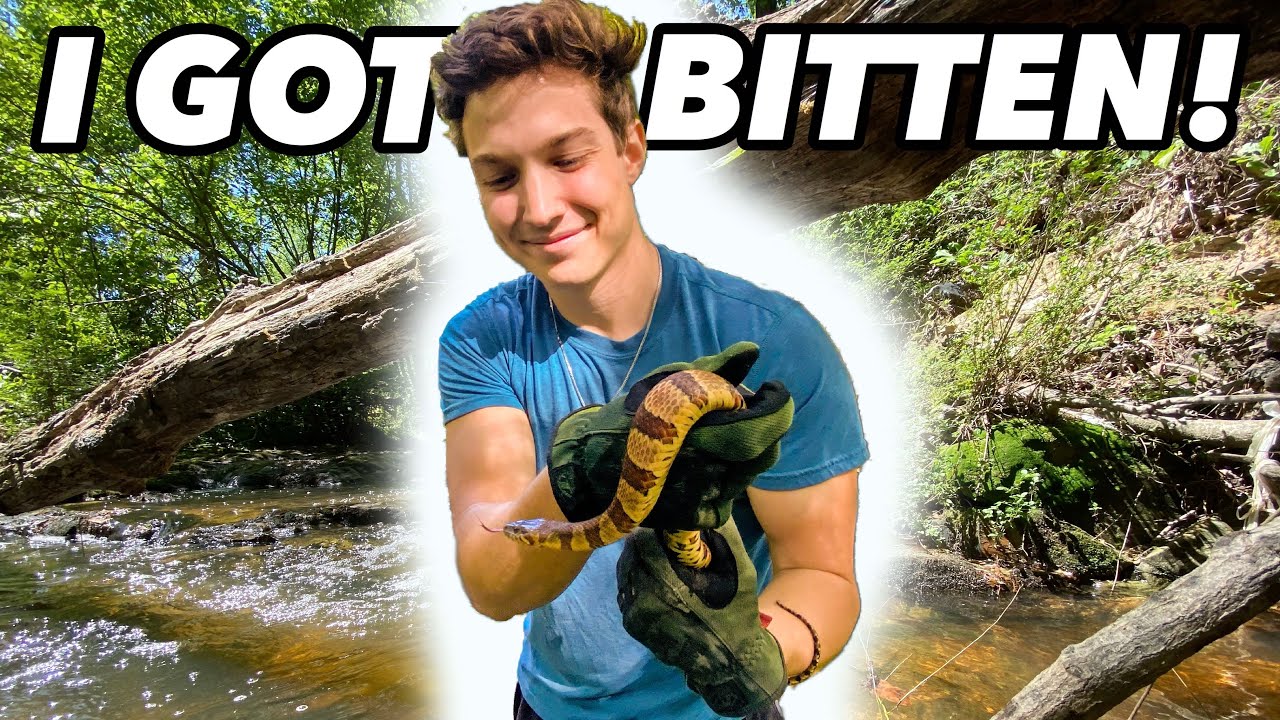 The Midland Water Snake!