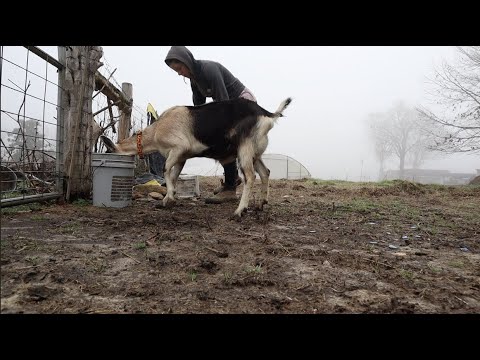 The Milk Maid
