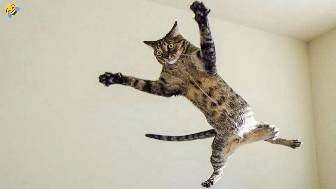 The Most DRAMATIC Cats Freak Out Over Nothing! 😹 Best Funny Cats videos 2024