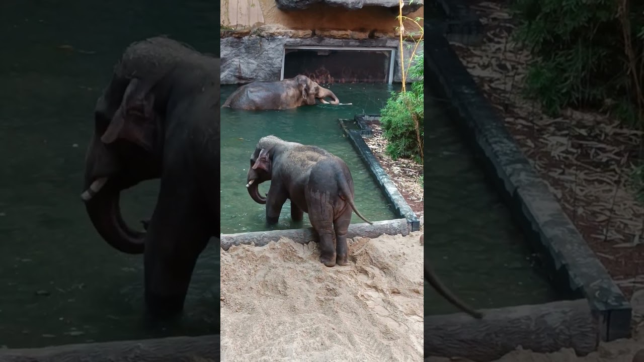 The most «elephant» zoos in the world «Orientarium Łódź» on elegants.com.ua «Elegant» Sumy (Ukraine)
