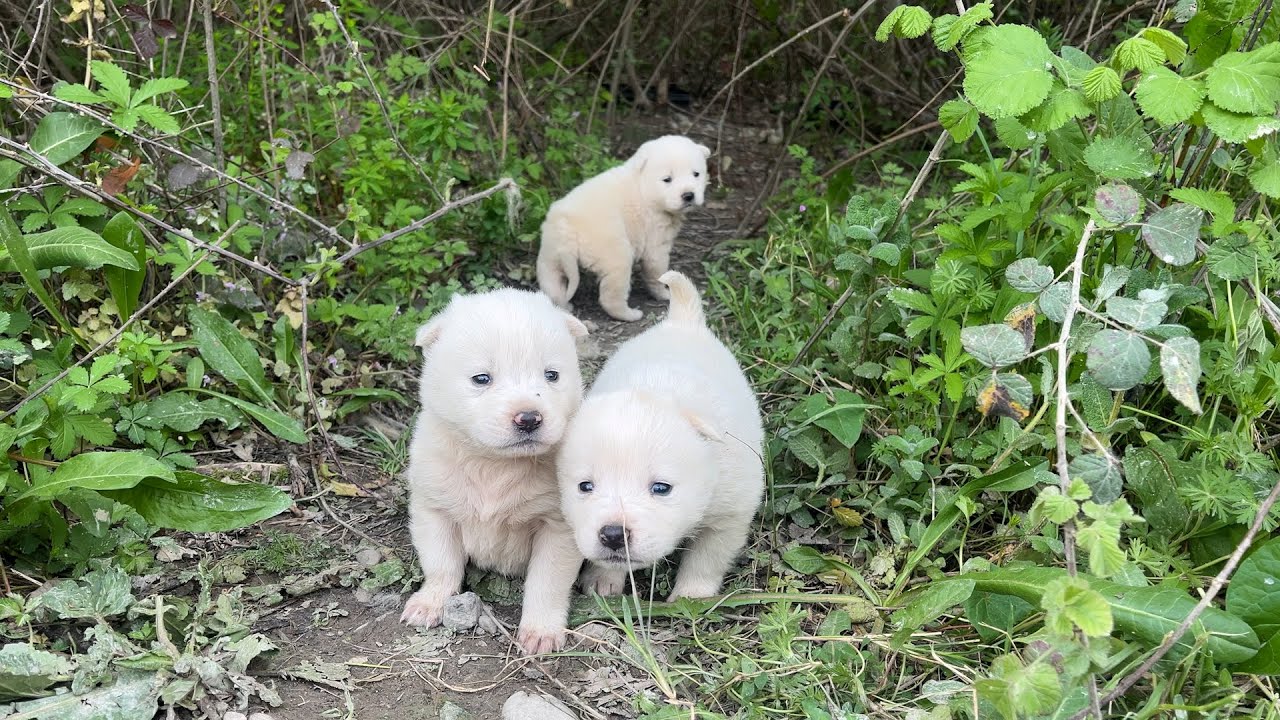 The mother dog gently brought her puppies out of the bushes and began showing them around.
