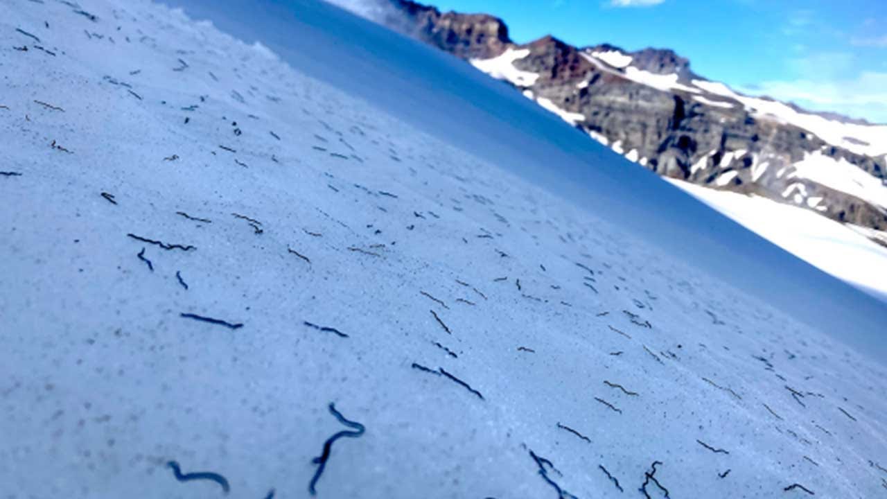 The mystery surrounding glacier ice worms | AccuWeather
