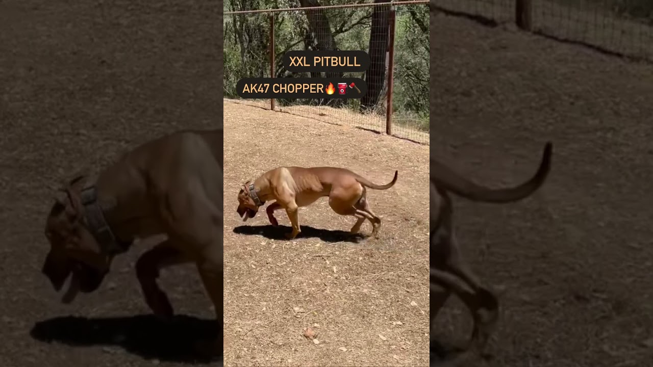 THE ONLY XXL GAME DOG PITBULL IN THE WORLD