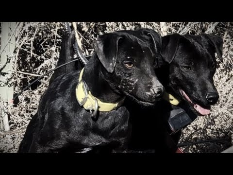 THE PATTERDALE CLUB OF AMERICA