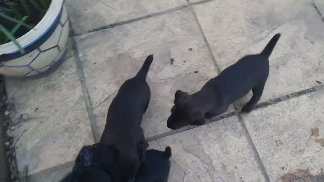 the patterdales